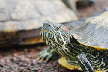 Fototapeta premium Baby Red Eared Slider Habitat| turtle|紅耳龜