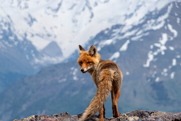 Red wild fox in mountains closeup portrait
