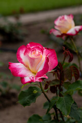 Beautiful blossoming rose flower outdoors, closeup
