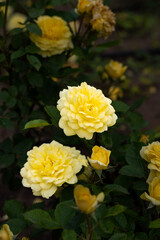 Beautiful blossoming rose flower outdoors, closeup
