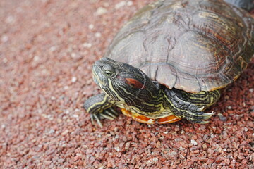 Baby Red Eared Slider Habitat| turtle|紅耳龜