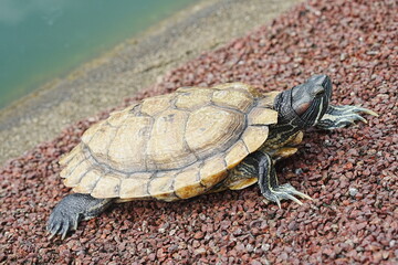 Baby Red Eared Slider Habitat| turtle|紅耳龜
