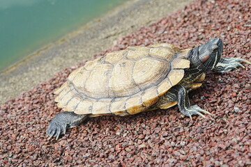 紅耳龜（べにみみがめ）は、主にアメリカ合衆国原産の淡水甲長類であり、人気のあるペットとして世界中で飼育されています。