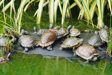 Baby Red Eared Slider Habitat| turtle|紅耳龜