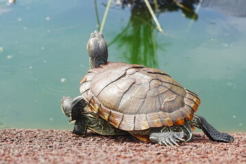 Baby Red Eared Slider Habitat| turtle|紅耳龜