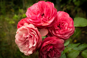 Large pink roses in full bloom on a green background