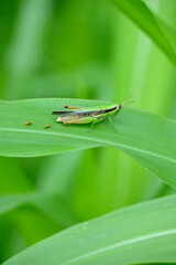 closeup the green brown grasshopper hold on corncob plant leaf in the farm soft focus natural green brown background.