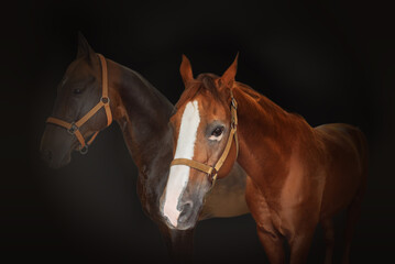 Beautiful brown horses on a black background