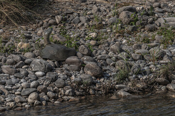 A Tortoise looking back