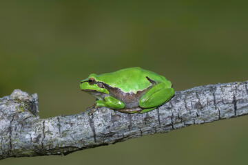 Europäischer Laubfrosch
