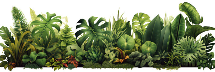 Fototapeta premium Tropical leaves banner isolated on transparent background, PNG. Fresh tropic plant leaf variety. 