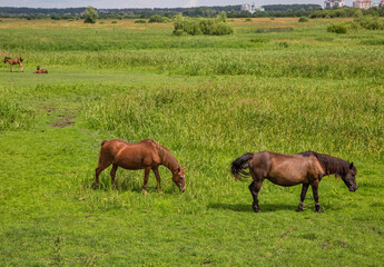 Naklejka na ściany i meble Herd of brown horses grazing in the meadow