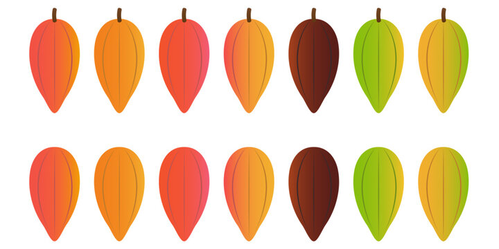 Fresh Cocoa Fruits and Beans, Cacao Beans, Cocoa Pod. Vector Illustration Isolated on White Background.