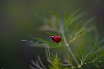 The red beetle. Ladybug on lettuce leaves.