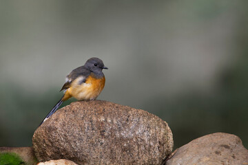 A little rock thrush. Monticola rufocinereus