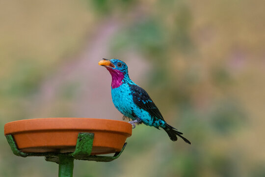 Spangled cotinga sitting on tree branch. Cotinga cayana. South America