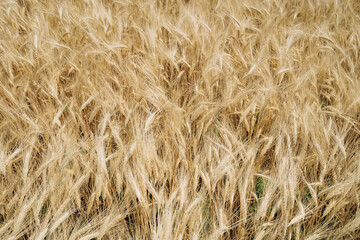 A close-up view of wheat ears in a summer field during the harvesting period. Lush young wheat thriving in the field.