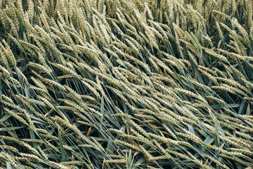 Lush young green wheat thriving in the field.