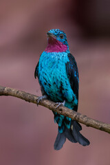 Spangled cotinga sitting on tree branch. Cotinga cayana. South America