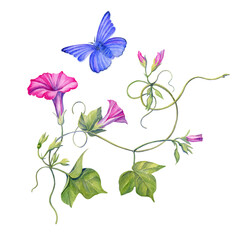 Watercolor illustration of pink flowers of ipomoea and blue butterfly. Handmade work. Isolated.
