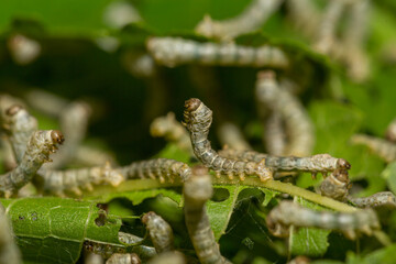Cocoons to make yarn for Thai silk weaving. Silkworm larvae and silkworm cocoons in Thailand.