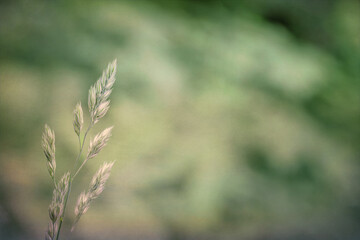 Grass Seed Head