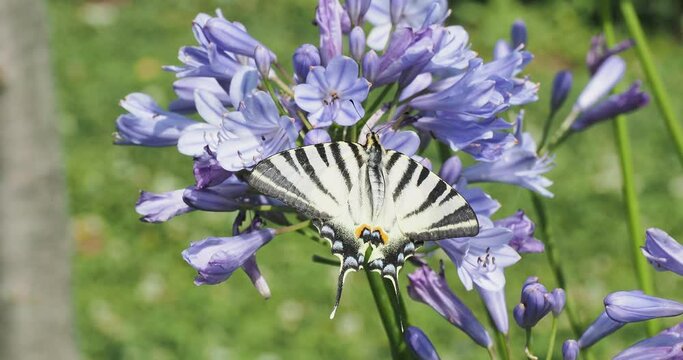 Iphiclides podalirius | Papillon le Flamb&eacute; vu de dessus, pos&eacute; sur une fleur d'agapenthe  (Agapanthus praecox) butinant son nectar
