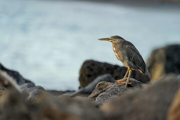 Galapagos lava heron standing on black, volcanic rocks, sea in the background. Floreana Island, Galapagos 