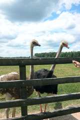 Ostriches in a petting zoo. In a wooden cage.