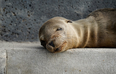 Portrait of a cute, sleeping baby sea lion, Floreana Island, Galapagos 