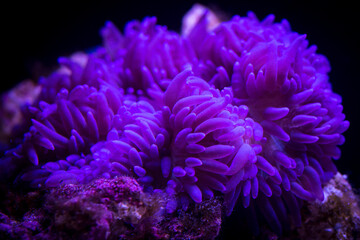 Purple Sebae Anemone - Heteractis crispa in underwater