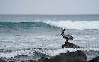 Pelican on the rock on the beach, pacific ocean in the background. Floreana island, Galapagos 