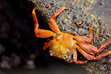 Sally Light-foot crab on the volcanic black rocks, Floreana Island, Galapagos 