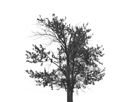 Black and white tree silhouette isolated