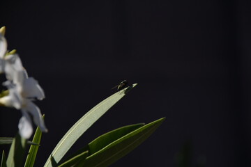 Fly on Oleander leaf