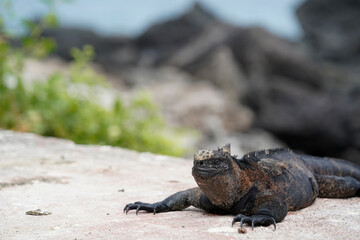 Marine iguana on the path, Floreana Island, Galapagos 