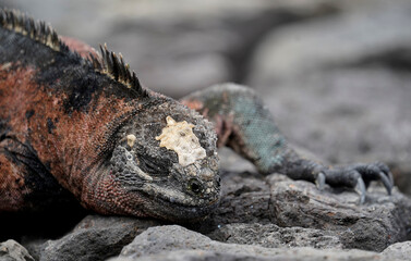 Marine iguana walking on the volcanic rocks, Floreana Island, Galapagos 