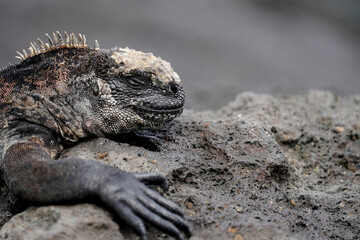 Marine iguana on lava rocks, Floreana island, Galapagos 