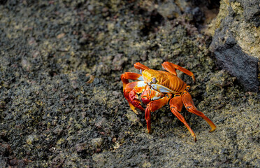 Sally Lightfoot crab on black lava rocks, Floreana Island, Galapagos 