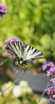(Iphiclides podalirius) Gros plan sur ailes triangulaires et z&eacute;br&eacute;es de noir et blanc du papillon le flamb&eacute; pos&eacute; sur une fleur de verveine de Buenos-Aires (Verbena bonariensis)
