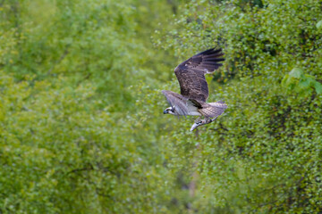 Osprey, Pandion halietus, in flight against a background of trees.