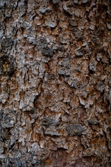 Up close pine tree bark texture