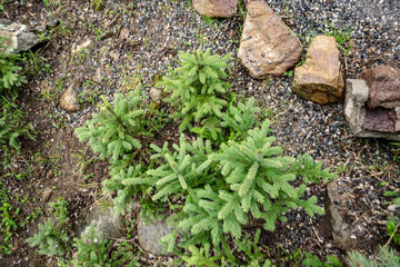 Evergreen pine tree and rocks in colorado