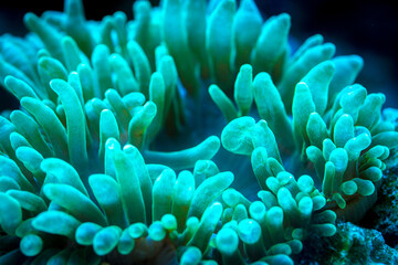 Naklejka na ściany i meble green bubble-tip anemone in underwater