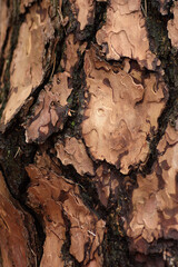 Holz Rinde Baum Natur 