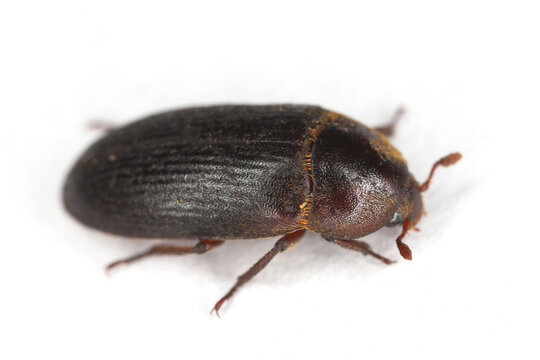 
Dermestes bicolor is a species of beetle in the family skin beetles (Dermestidae). It can be found in apartments near nesting pigeons. Isolated on a white background.