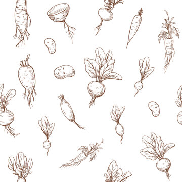 Seamless pattern. Vector sketch illustrations of root vegetables, beets, carrots, radishes. Black outline on transparent background