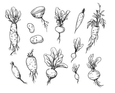 Vector sketch illustrations of root vegetables, beets, carrots, radishes. Black outline on transparent background