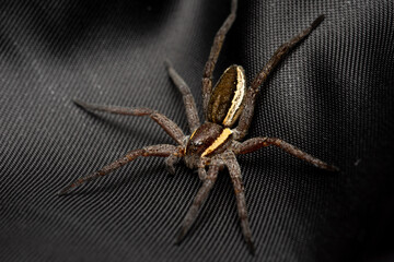 Dolomedes fimbriatus