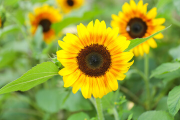 Vibrant sunflowers and other blossoming flowers symbolize joy, optimism, and the arrival of...